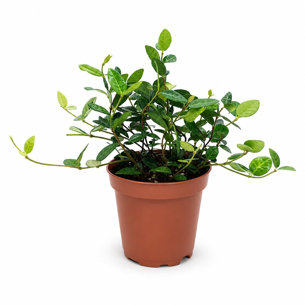 Amazon.com : Asiatic Jasmine Minima | 30 Large 4 Inch Pots